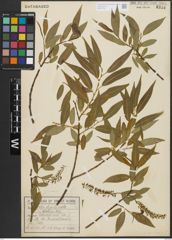 Foto von Salix alba L. x Salix fragilis L.